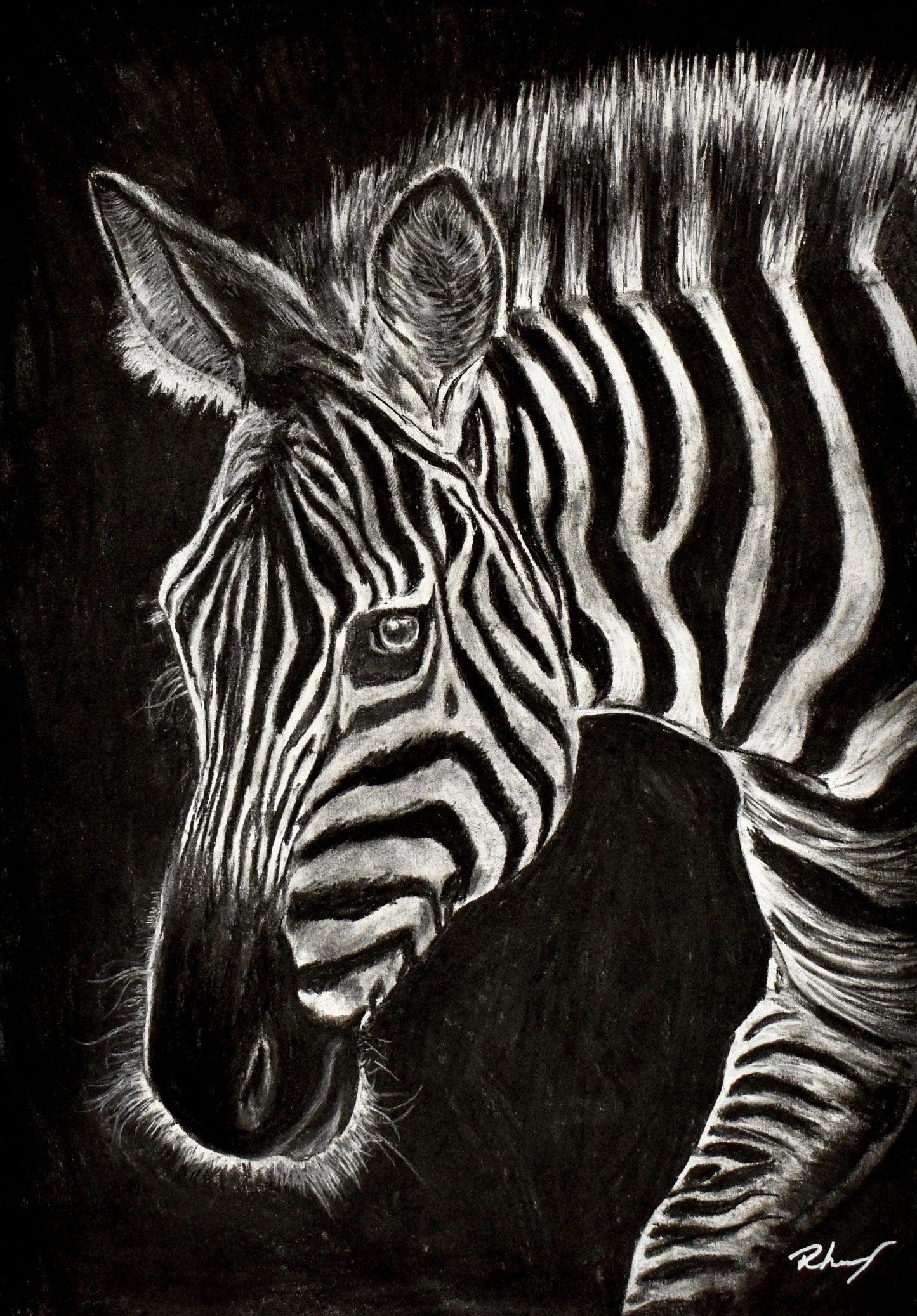 Limited edition zebra print from the Trophy Series. Symbolic of individuality, duality, and the politics of visibility, this piece merges natural elegance with social commentary in charcoal.