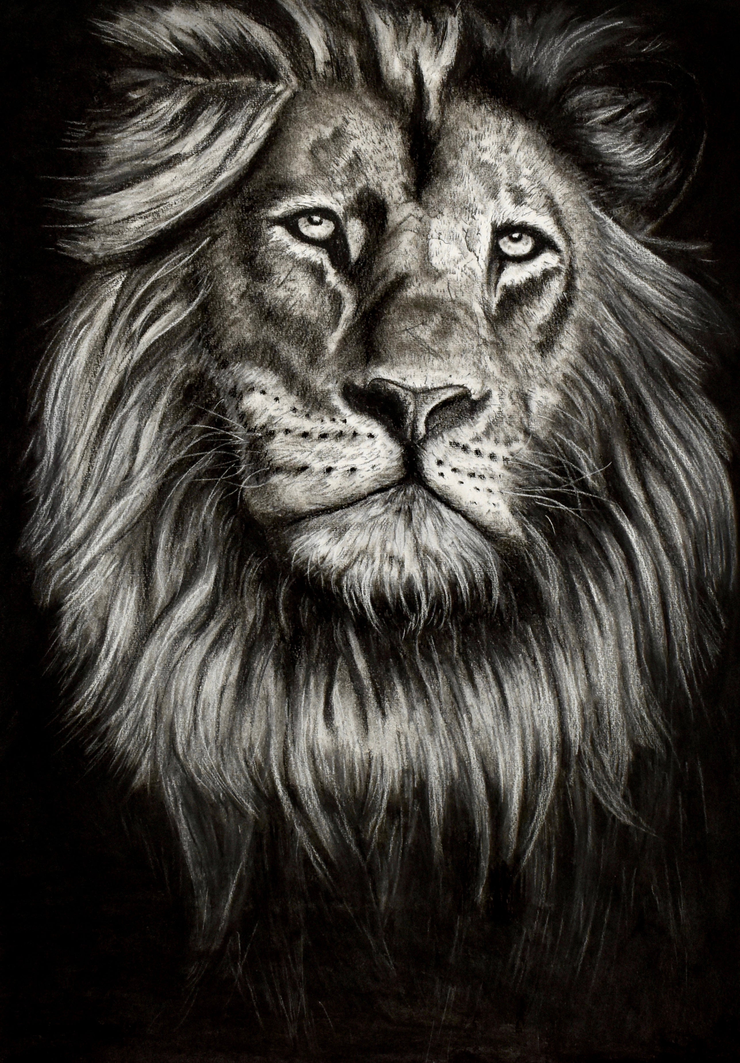 Limited edition charcoal lion print from the Trophy Series. Symbolising power, pride, and political reflection on value and status, the artwork captures the lion's commanding presence through expressive detail.