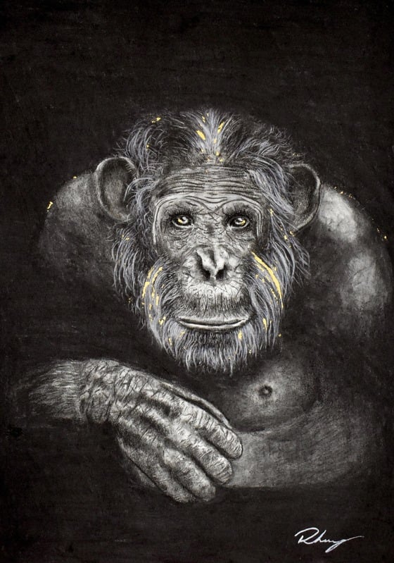 Chimpanzee
