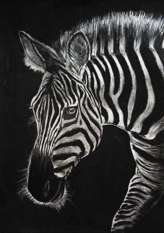 Zebra